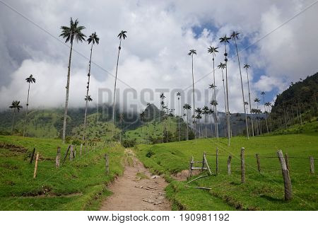 Wax Palm Trees in Cocora Valley Colombia