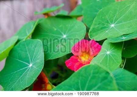 Macro of a pink flower amidst green leaves.