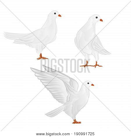 Carriers white pigeons domestic breeds sports birds vintage set four vector animals illustration for design hand draw