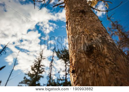 A coniferous tree backdropped by an indigo sky.
