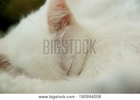Close-up of a cute white kitten sleeping.