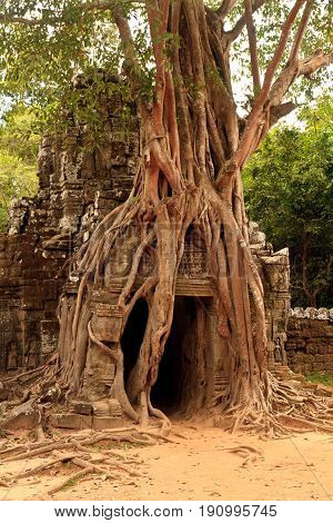 Temple Ankor Wat in Siem Reap, cambodia