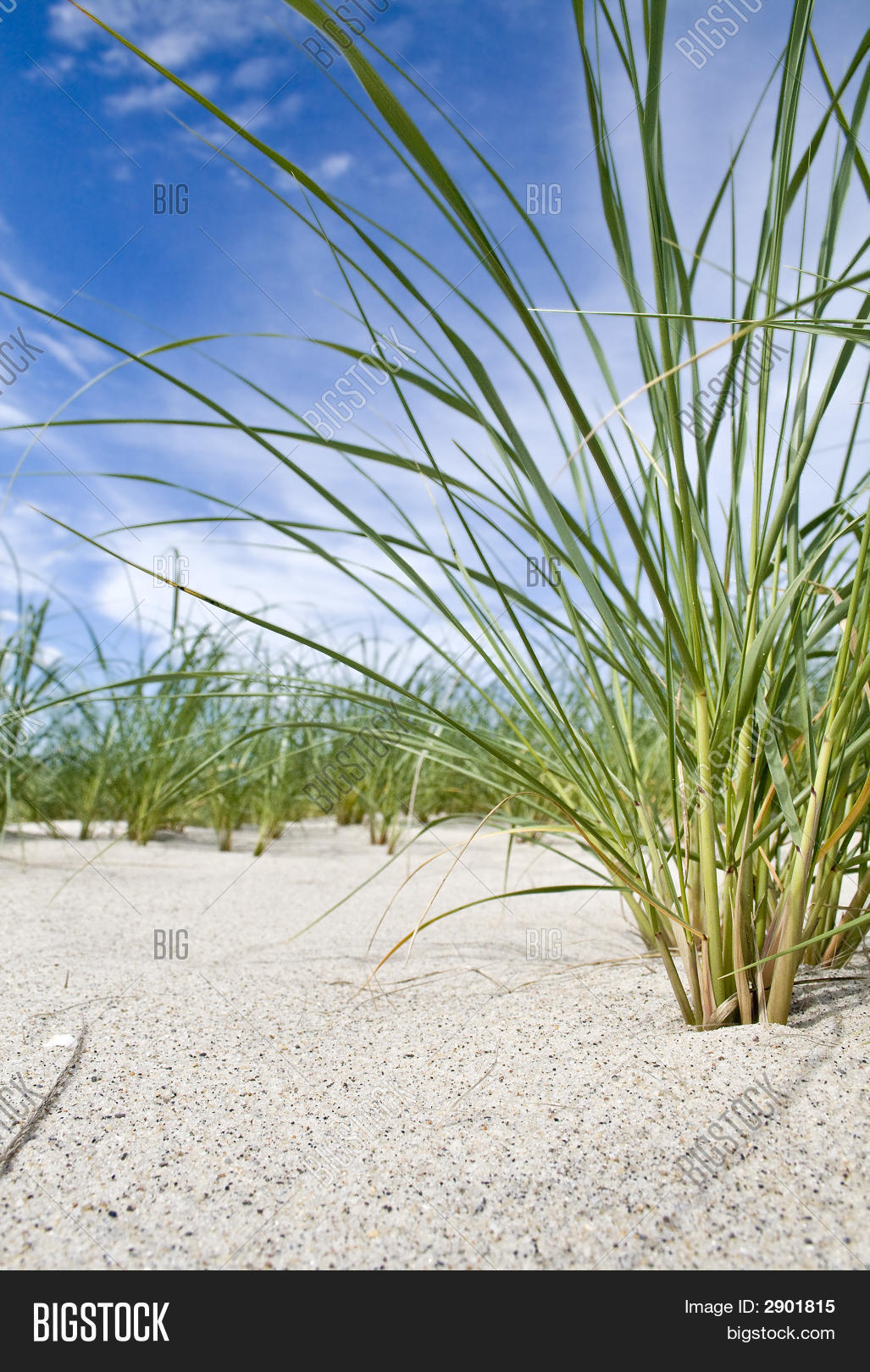 Cape Cod Beach Grass Image & Photo (Free Trial) Bigstock