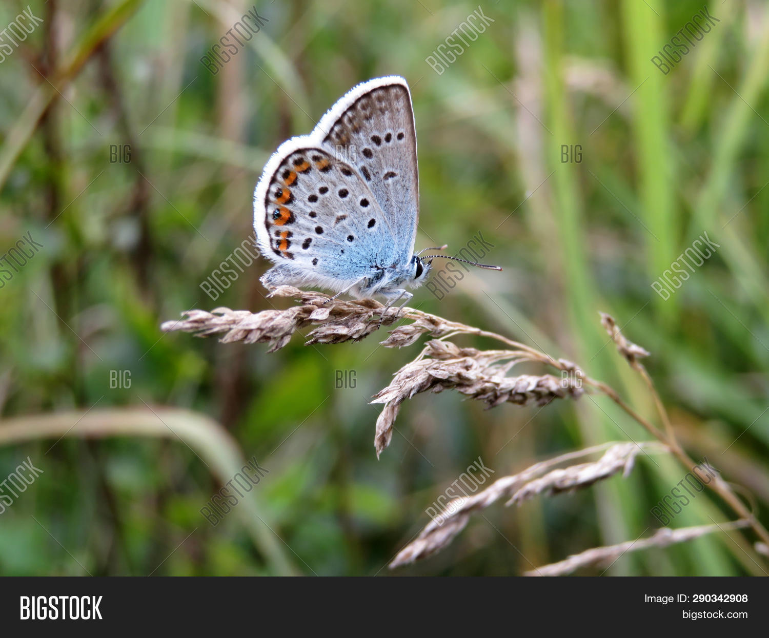 Common Blue Butterfly Image & Photo (Free Trial) Bigstock
