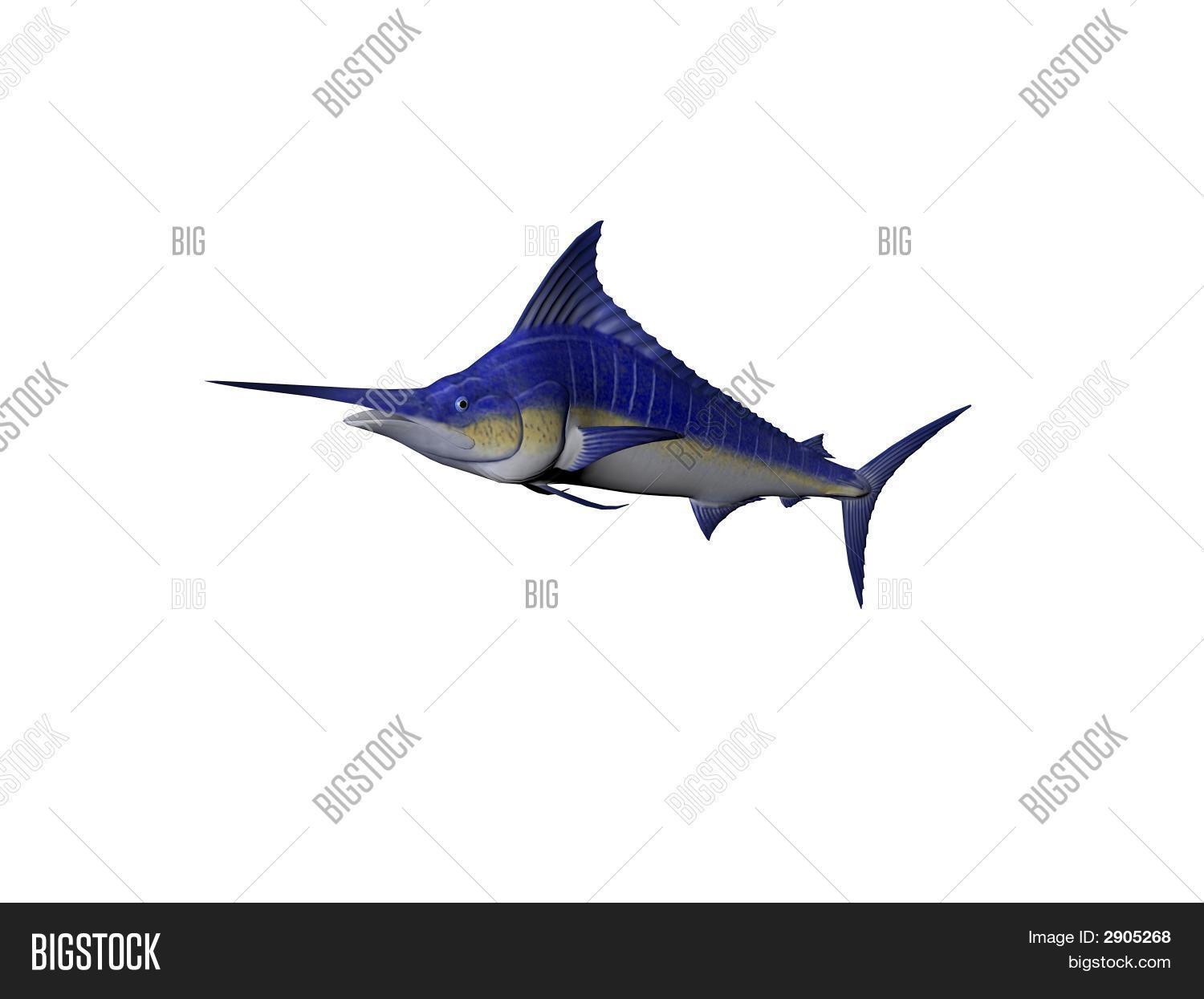 Blue Marlin Image & Photo (Free Trial) | Bigstock