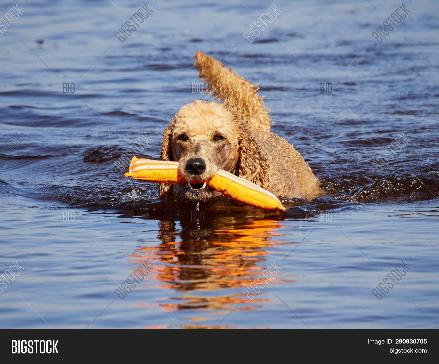 do poodles like swimming
