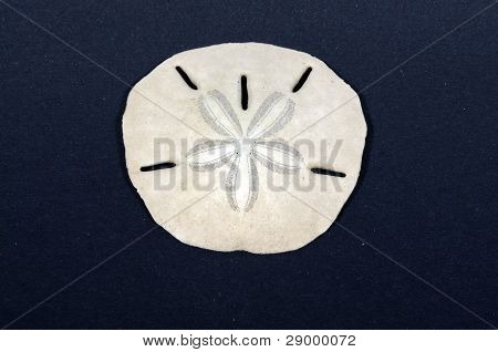 Sand Dollar