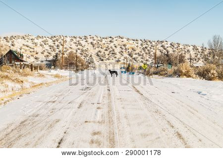 Dog In The Road In Manila, Utah