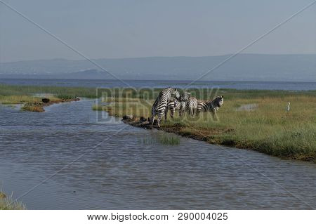 Zebras Crossing A River In The Lake Nakuru National Park, Kenya