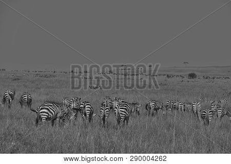 Plains Zebras  And Gnus In Masai Mara, Kenya