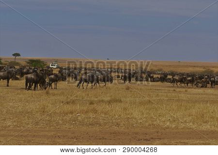 Plains Zebras  And Gnus In Masai Mara, Kenya