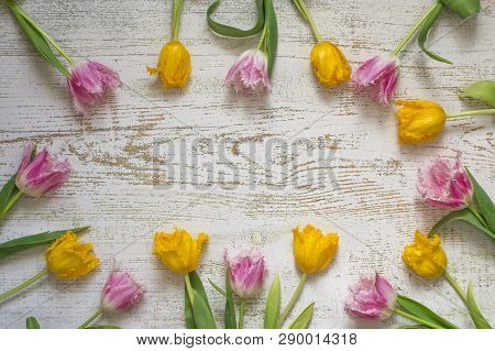 Top View Of Bright Beautiful Tulips On The White Wooden Background, Flat Lay.