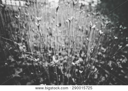 Pamplona Is A Nothern Spanish City Where You Can Find Vegetation Everywhere. Grass, Bushes And Trees