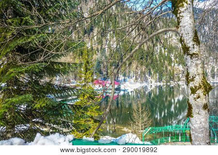 Trees On The Shore Of The Mountain Lake Ritsa In The Caucasus Mountains In Abkhazia