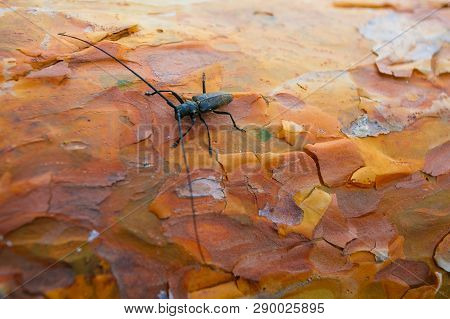 Big Black Beetle On Pine Bark Close Up. Insect Concept
