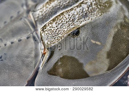 Macro Photo Of Forepart Of Amazing Horseshoe Crab