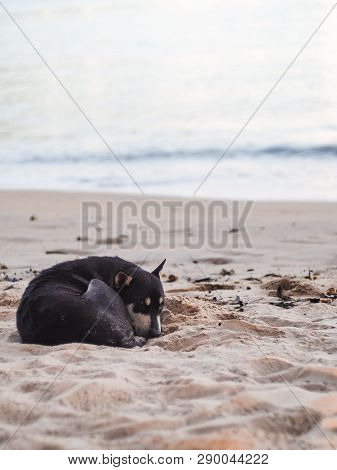 Black​ Stray Dog​ Curling​ On​ The​ Beach With​ Blurry​ Background​ Of​ The​ Sea