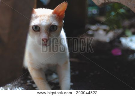 Stray​ Blue​-eye​ Cat​ Sneaking With​ Surprised​ Face​