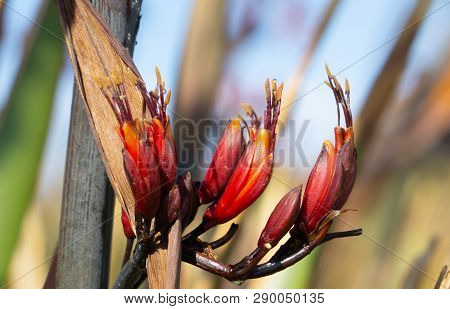 New Zealand Flax Or Harekeke In Flower Close-up Bokeh Background And Dew Drops On Pollen And Anther.
