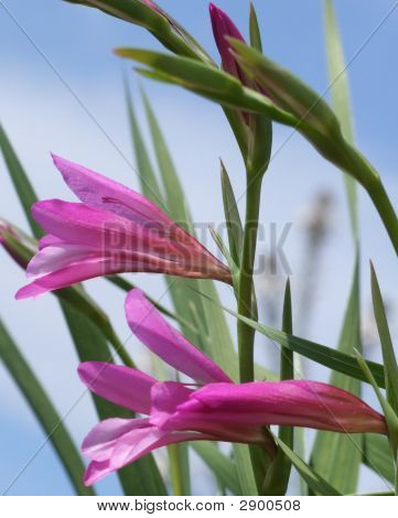 Gladiolus divoké květiny