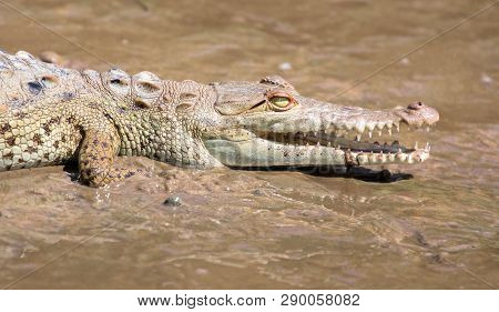 American Crocodile (crocodylus Acutus) Juvenile In The Mangroves Near Sierpe, Costa Rica.