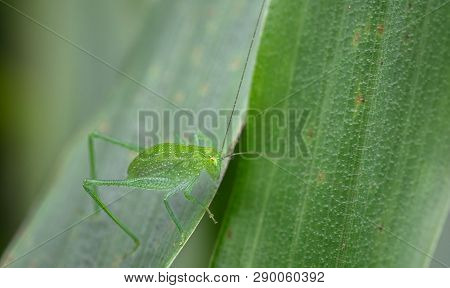 Green Cricket In The Tapanti-macizo Cerro De La Muerte National Park