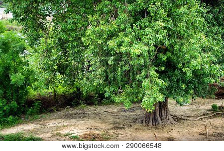 This Is A Big Peepal Tree. Peepal Tree Gives Oxygen 24 Hours. Peepal Is Also Worshiped