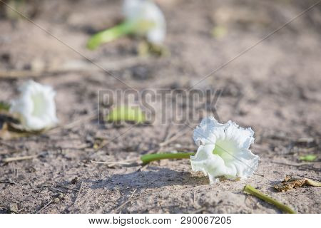 (dolichandrone Serrulata)dolichandrone Serrulata Flower On Ground,traditional Thai Vegetables, Organ