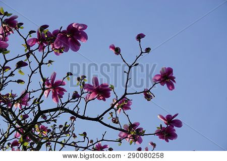 Incredible Beautiful Magnolia Flowers On Blue Background.