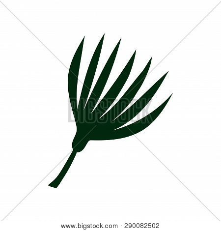 Tropical Talipot Palm Leaf, Botanical Design Element Vector Illustration