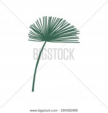 Exotic Talipot Palm Tree Leaf, Botanical Design Element Vector Illustration