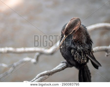 Cormorant Hanging On Dried Tree Branch Over Brisbane River And Looking For Fish.