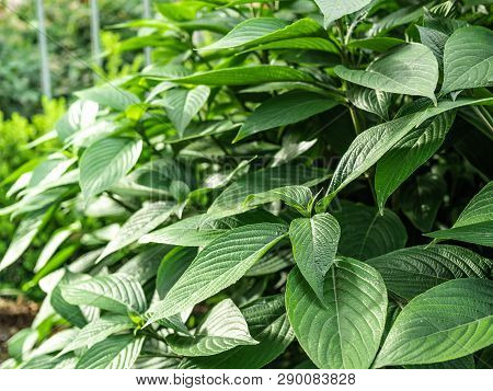 Closeup Green Plants With Tapering Leaves With Blurry Background Of Garden.