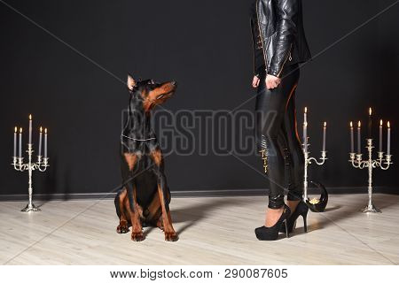 A Beautiful Young Doberman Sits Against A Black Wall And Looks At A Sexy Woman In Leather Pants And 