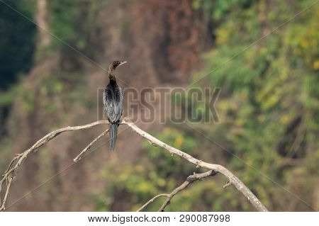 Little Cormorant Or Microcarbo Niger Sitting On Dead Branch