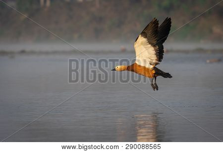 Ruddy Shelduck Or Tadorna Ferruginea Flying Over Water