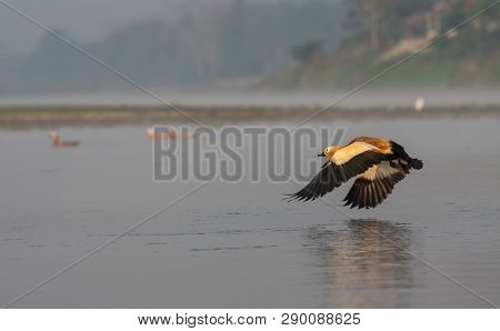 Ruddy Shelduck Or Tadorna Ferruginea Flying Over Water