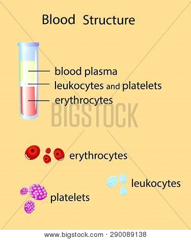 Composition Of Whole Blood Isolated Vector Illustration