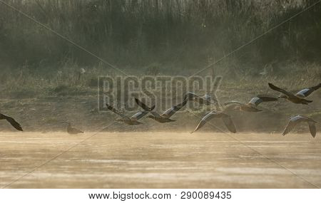 Ruddy Shelduck Or Tadorna Ferruginea Flying Over Water