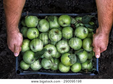 Men's Hands Hold A Box With Green Simirenka Apples. Pick And Pick Apples. Concept, Autumn Harvesting