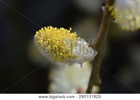 Kilmarnock Willow - Latin Name - Salix Caprea Kilmarnock