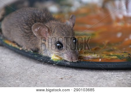 Rats In Glue Stick On The Mousetrap.dangerous Disease Plague , Rabies And Hydrophobia From Rats Conc