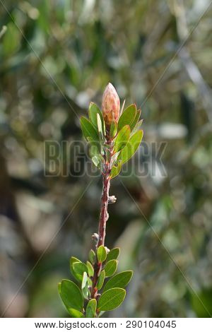 Laevis Bottlebrush Flower Bud - Latin Name - Callistemon X Laevis