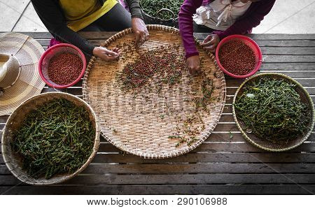 Farm Workers Sorting And Selecting Fresh Pepper Peppercorns On Plantation In Kampot Cambodia