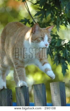 แมวกายกรรม