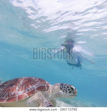 People On Vacations Wearing Snokeling Masks Swimming With Sea Turtle In Turquoise Blue Water Of Gili