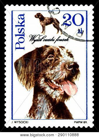 Stavropol, Russia - March 15, 2019: A Stamp Printed In Poland Shows Cesky Fousek, Circa 1989