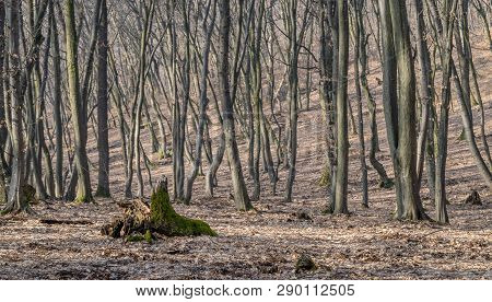 Hoia Baciu Forest - World Most Haunted Forest With A Reputation For Many Intense Paranormal Activity