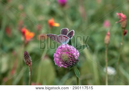 Butterfly Aricia Agestis Or Brown Argus Sitting On Pink Clover Flower In Summer Green Fields