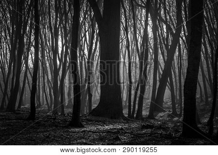 Hoia Baciu Forest - World Most Haunted Forest With A Reputation For Many Intense Paranormal Activity